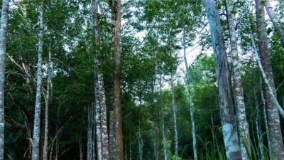 Gaharu, Pohon dari Surga yang Bernilai Luar Biasa