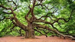 Kayu Oak