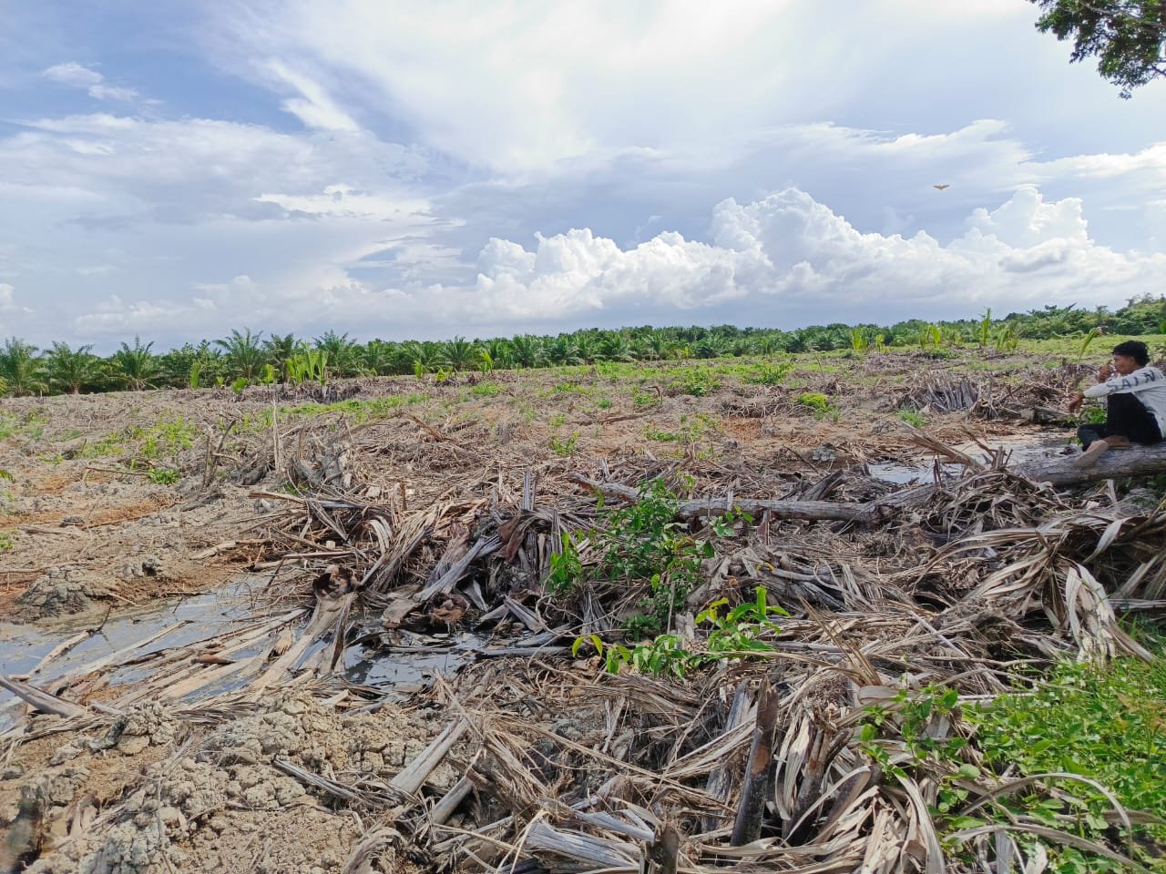 Miris, Warga Pejuang Hutan Lindung di Langkat Diduga Dikriminalisasi