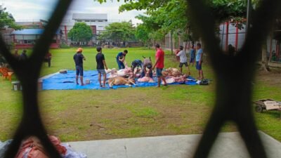 Idul Adha 1445 H, Edy Rahmayadi Kurban 2 Ekor Sapi di Lapas Narkotika Kelas IIA Langkat