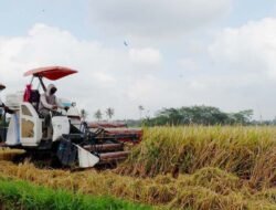 Gawat!!! Dugaan Pungli Penyaluran Alsintan di Langkat Resahkan Petani